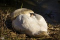 Sleeping Swan